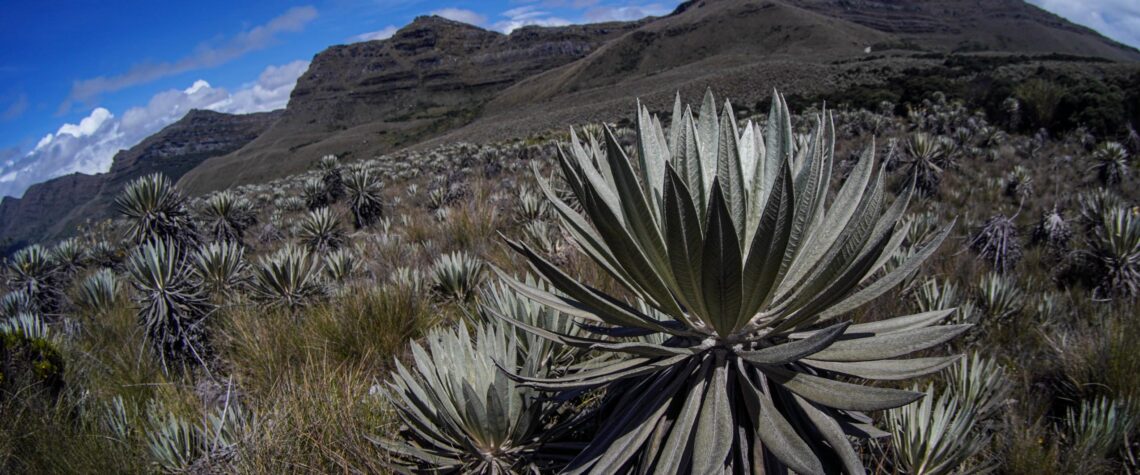 El llamado silencioso del frailejón en el Páramo de Sumapaz